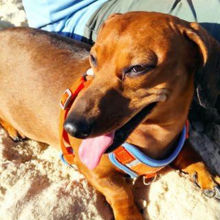 Teq, uma cachorra dachshund de pelo castanho com peitoral laranja, deitada na areia da praia.