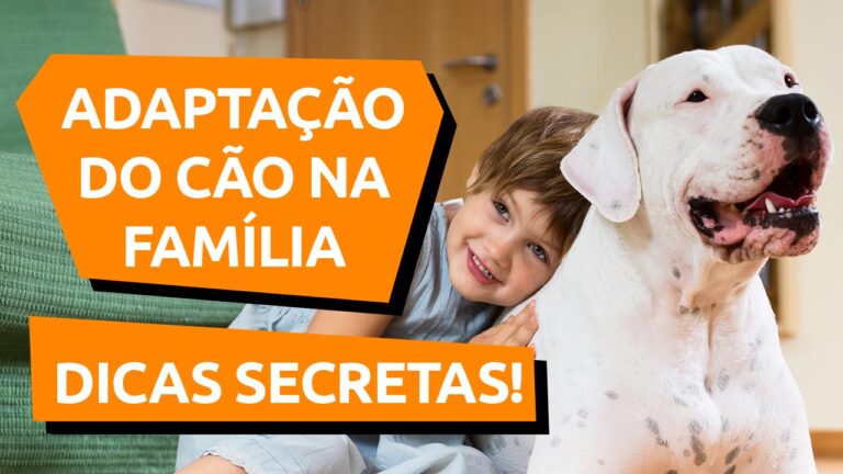 Leia mais sobre o artigo Cachorro adotado se adapta fácil?