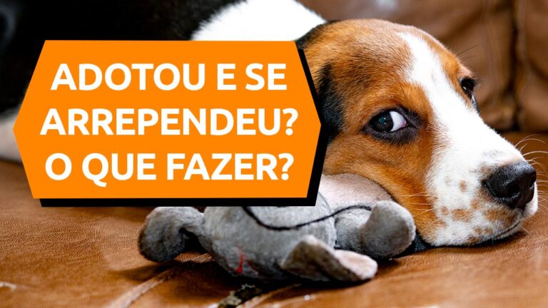 Leia mais sobre o artigo Adotou um cachorro e se arrependeu? Veja o que fazer