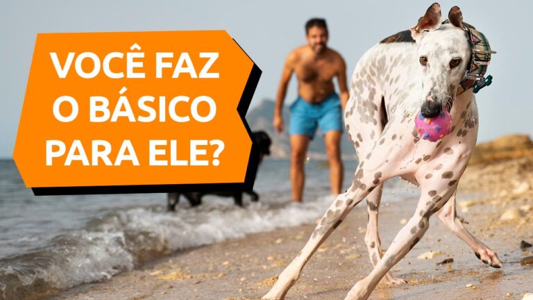 Leia mais sobre o artigo Cuidados básicos para cachorros adotados!