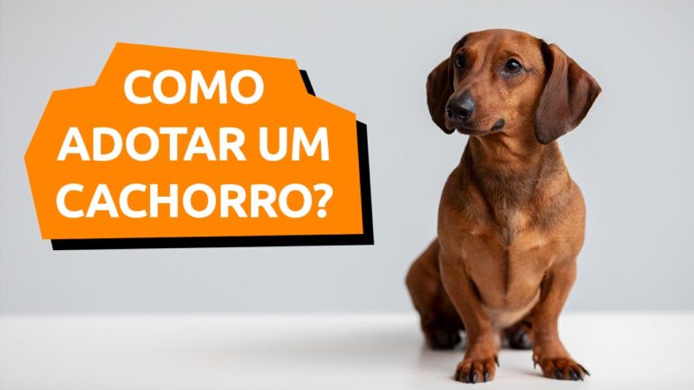 Leia mais sobre o artigo Como Adotar um cachorro?