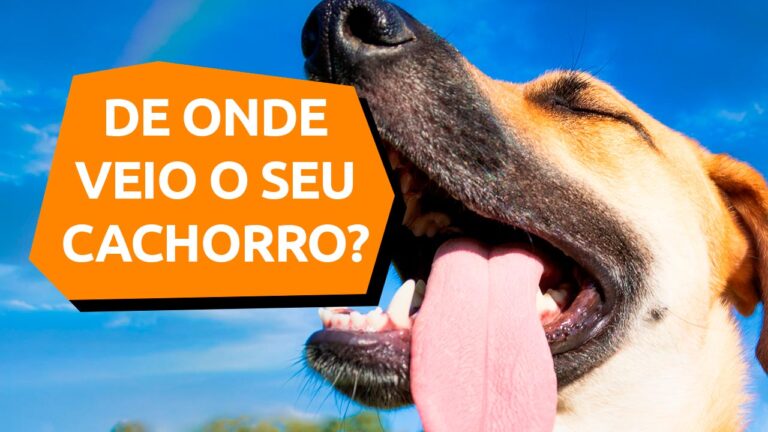 Leia mais sobre o artigo Descubra o histórico do cachorro adotado