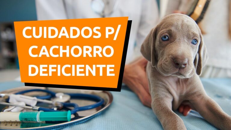 Leia mais sobre o artigo Saiba tudo sobre adoção de cachorro deficiente