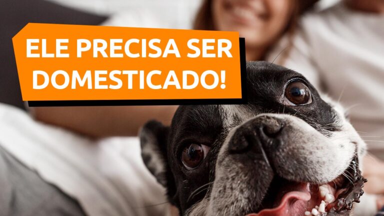 Leia mais sobre o artigo Como domesticar o cachorro?