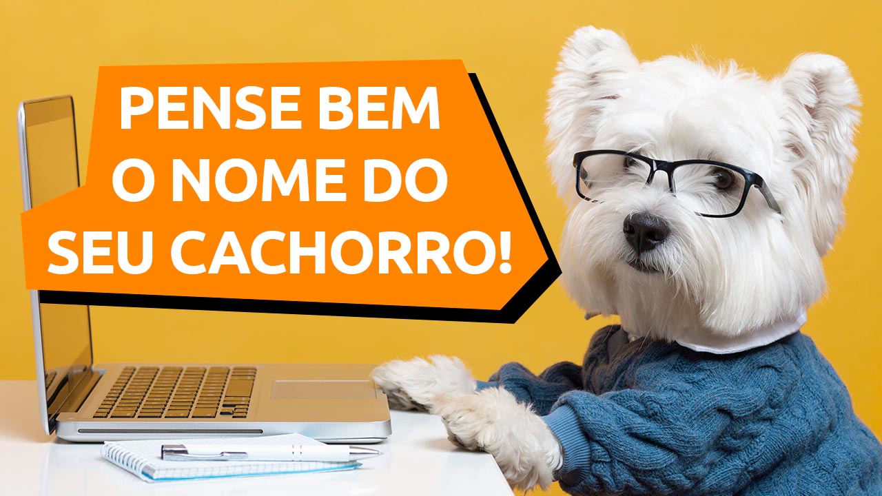 Você está visualizando atualmente Como escolher o nome do seu cachorro?