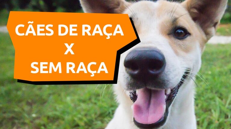 Leia mais sobre o artigo Adoção de cachorro e a escolha da raça