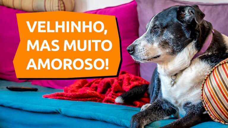 Leia mais sobre o artigo Aprenda mais sobre adoção de cachorro mais velho