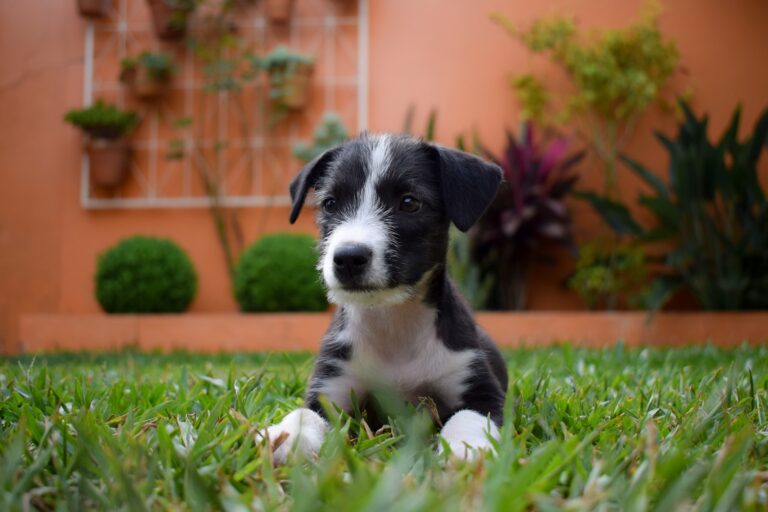 Leia mais sobre o artigo Cuidados essenciais para filhotes de cachorro recém-nascidos