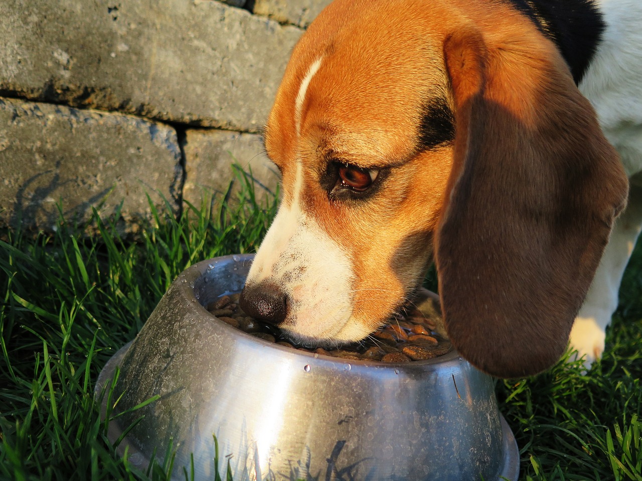 Leia mais sobre o artigo 7 vantagens dos alimentos úmidos para cães