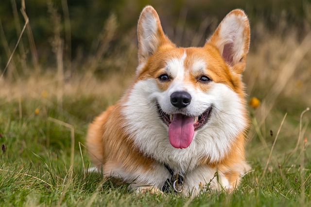 Leia mais sobre o artigo O que fazer se seu cachorro fugir?