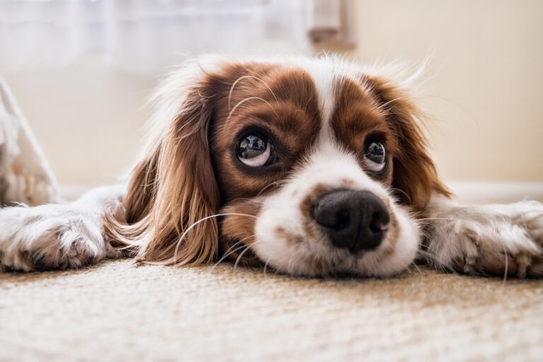 Leia mais sobre o artigo Alimentos que os cachorros não podem comer