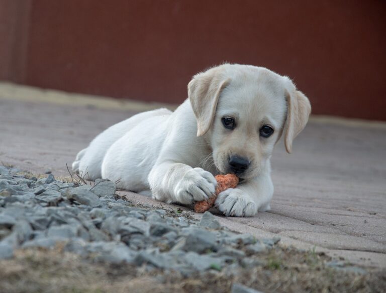 Leia mais sobre o artigo Saiba o que fazer quando o cachorro come sabonete