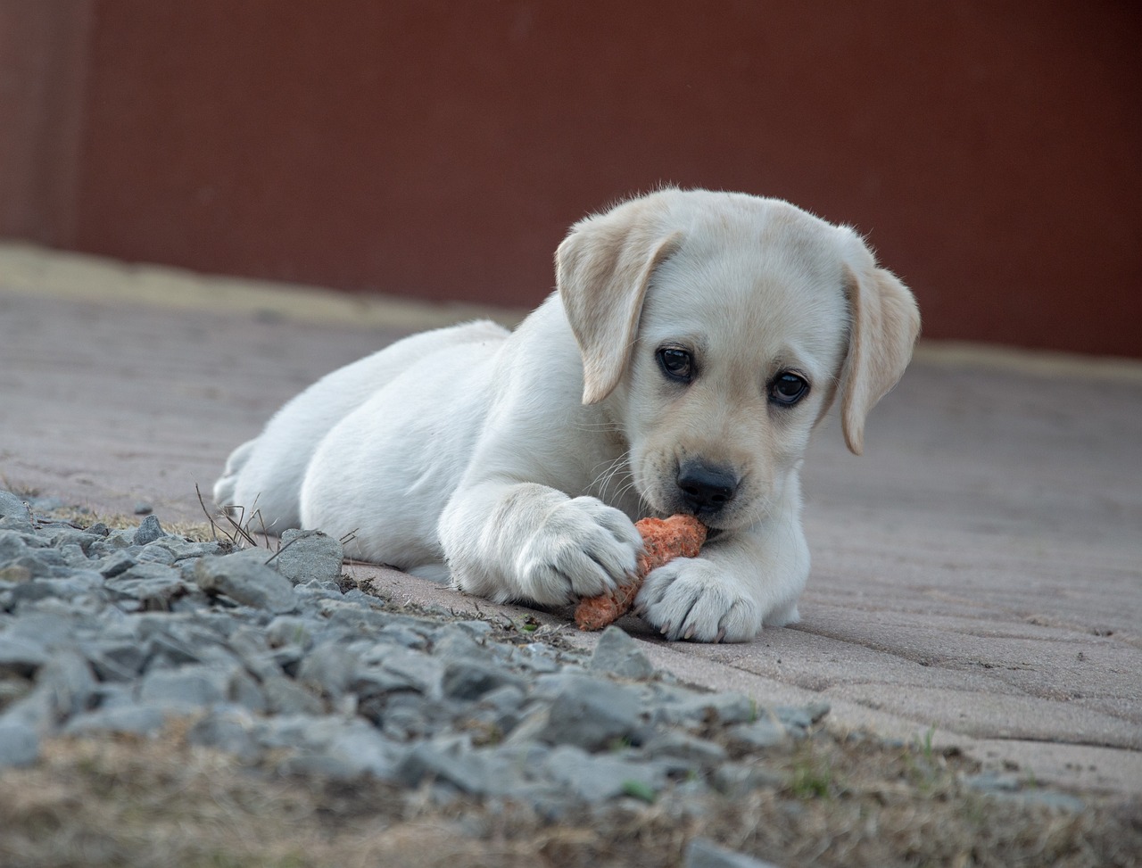 Você está visualizando atualmente Saiba o que fazer quando o cachorro come sabonete