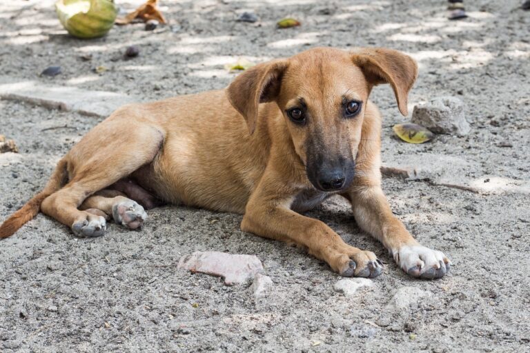 Leia mais sobre o artigo Abandono de Cães: é importante falar sobre o tema