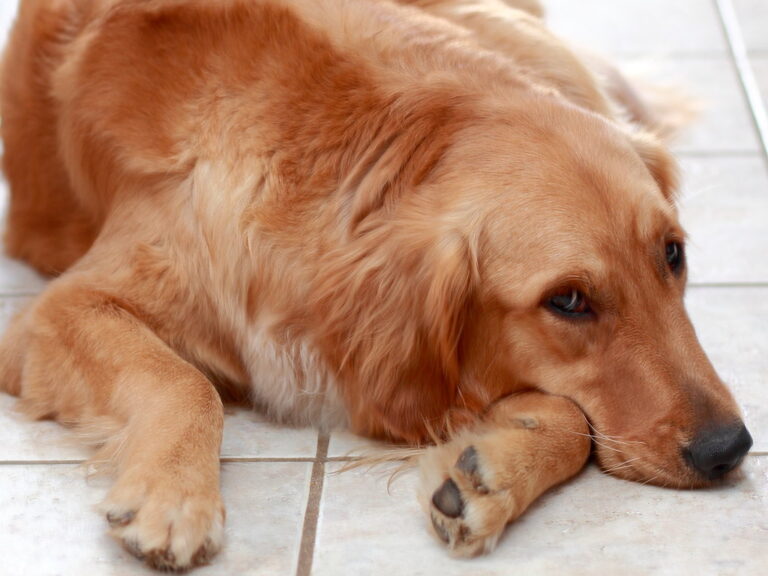 Leia mais sobre o artigo O que fazer com cachorro soltando muito pelo