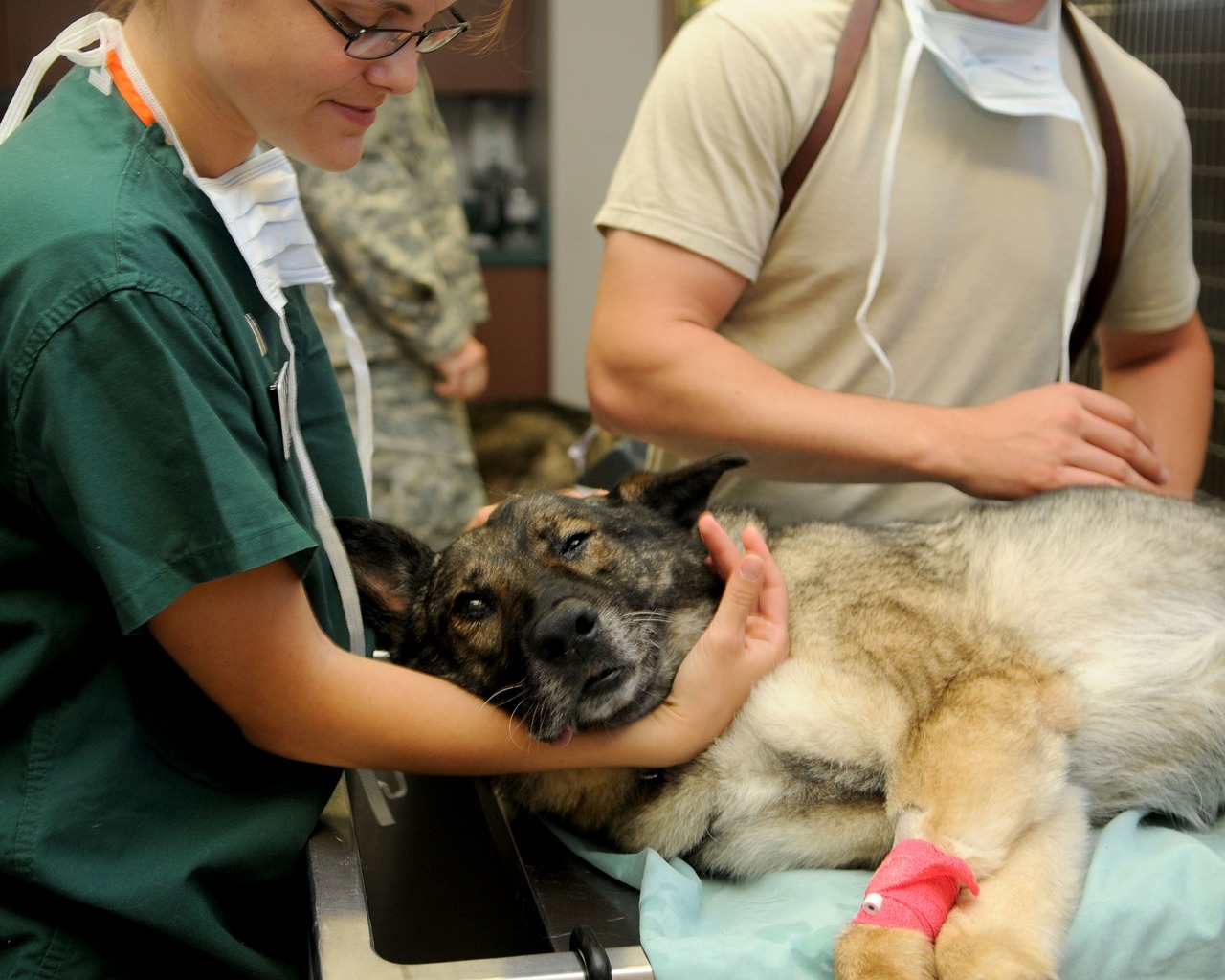 Leia mais sobre o artigo Microchip para cães: entenda como funciona