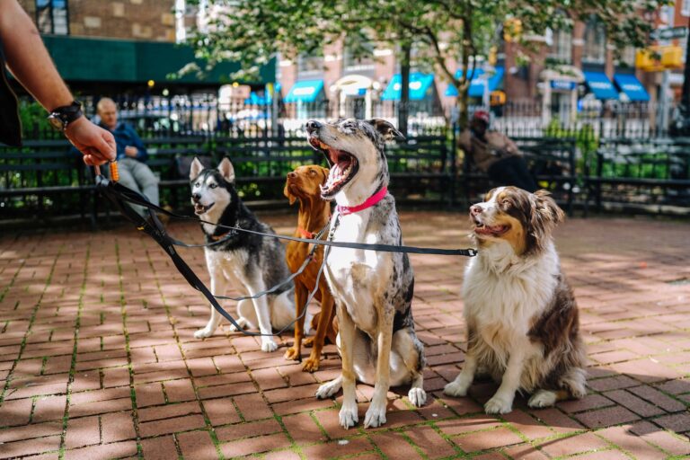 Leia mais sobre o artigo Melhores raças de cães para crianças