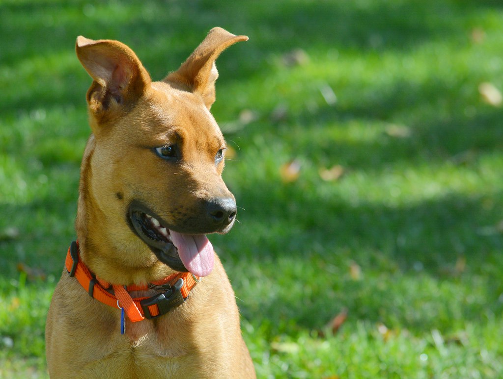 Leia mais sobre o artigo Coceira no ouvido de cachorro: o que pode ser?