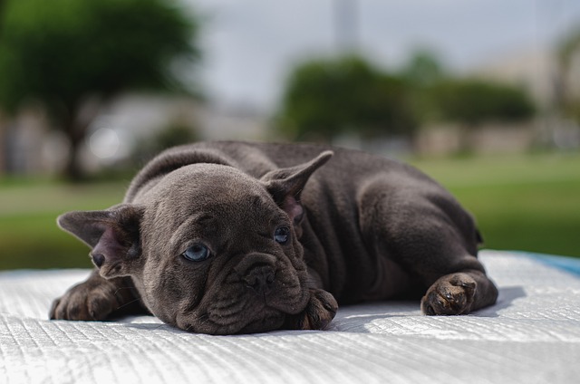 Leia mais sobre o artigo É seguro alimentar filhotes de cachorro com comida?