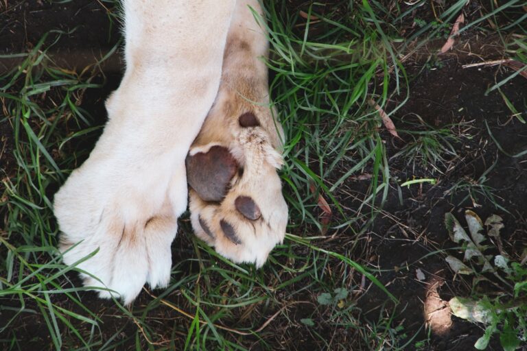 Leia mais sobre o artigo Pata de cachorro: cuidados devemos ter!