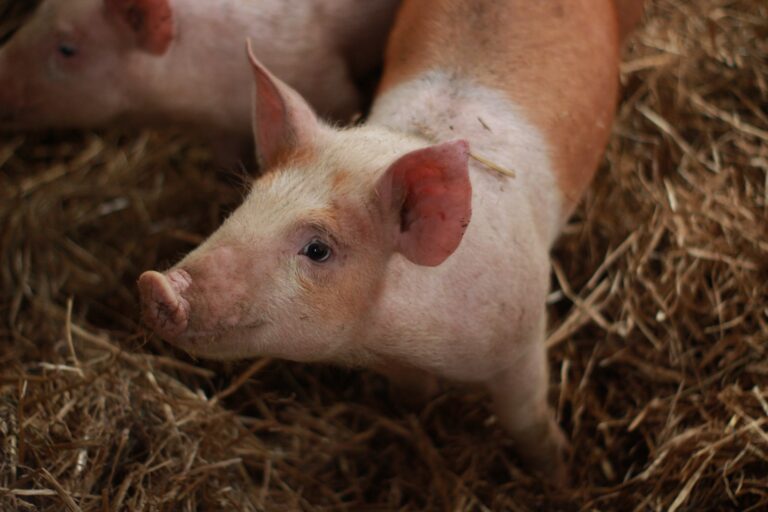 Leia mais sobre o artigo É seguro para os cães comerem carne de porco? Descubra aqui!