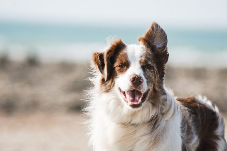 Leia mais sobre o artigo Como tratar feridas na orelha do seu cachorro