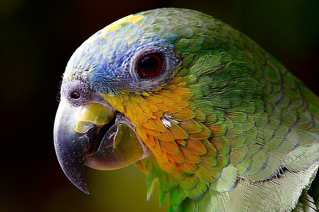 Leia mais sobre o artigo O papagaio pode comer jiló? Descubra agora!