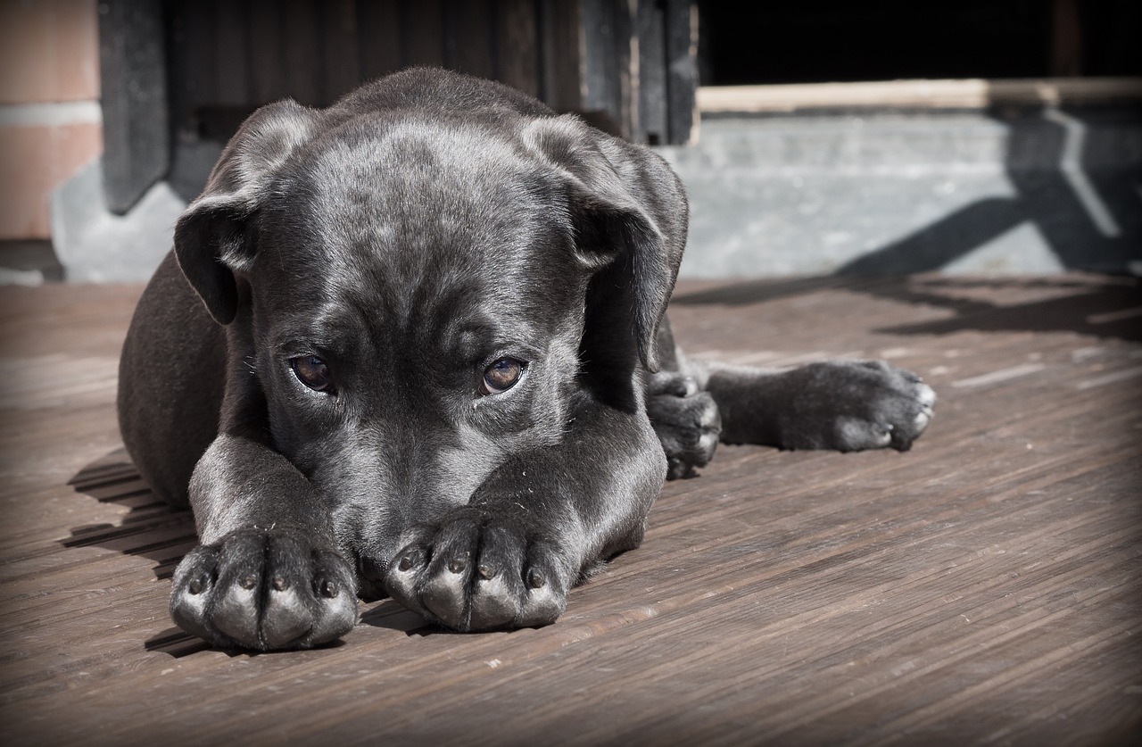 Leia mais sobre o artigo Como cuidar do bem-estar de um cachorro cego