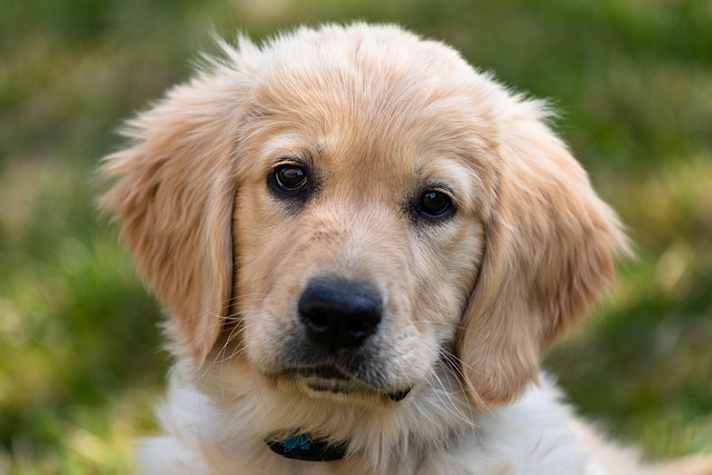 Leia mais sobre o artigo Descubra as cores da pelagem do golden retriever!